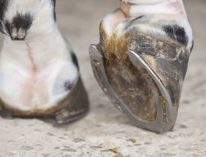 Close up photo of horse hoof with shoe